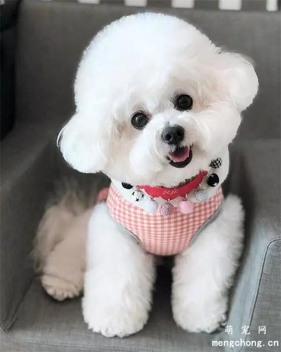 人靠衣装马靠鞍！狗狗也不例外~