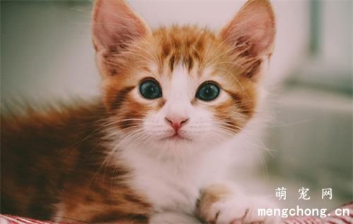 猫拉稀很臭是什么原因？