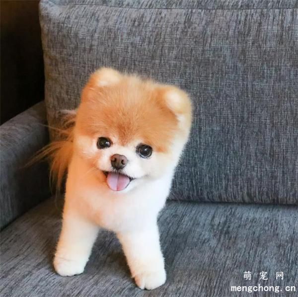 博美耳朵立不起来是不是不纯？