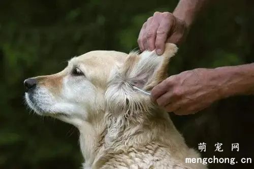 小狗耳朵有耳螨了怎么治疗