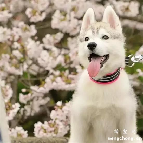 哈士奇美图,哈士奇萌照,哈士奇摄影,哈士奇图片