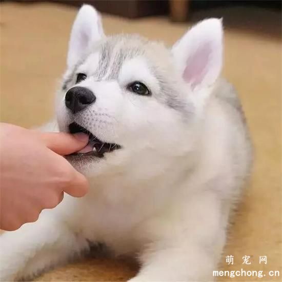 哈士奇美图,哈士奇萌照,哈士奇摄影,哈士奇图片