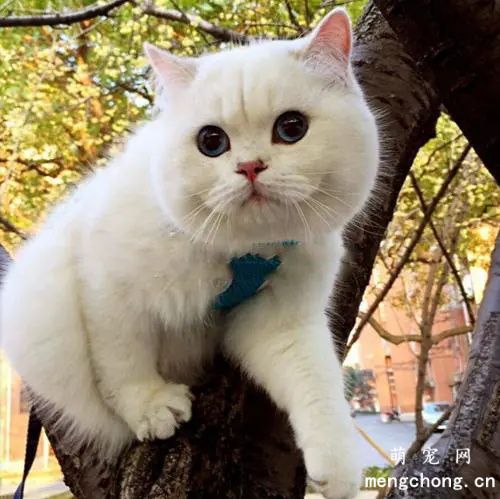 猫老是蹲坑但拉不出来屎怎么办？