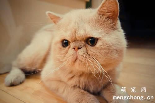 猫生完小猫要注意什么？