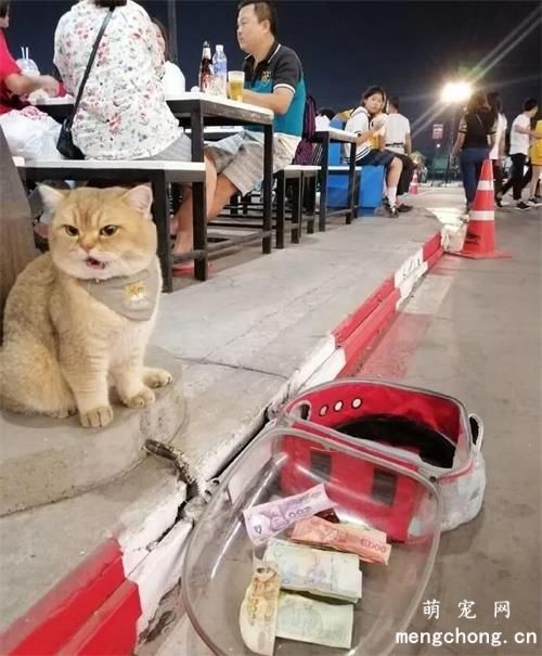 猫猫在路边等主人吃饭，结果竟然…被人羞辱了！！把猫气得嗷嗷叫：看不起谁呢！？