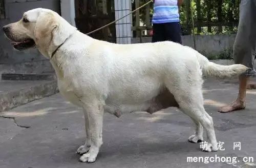 狗狗扭伤怎么办？ 