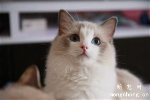 如何判断猫尾巴骨折怎么办