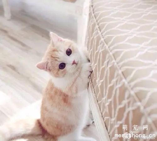 猫咪哮喘的常见的过敏原有哪些？