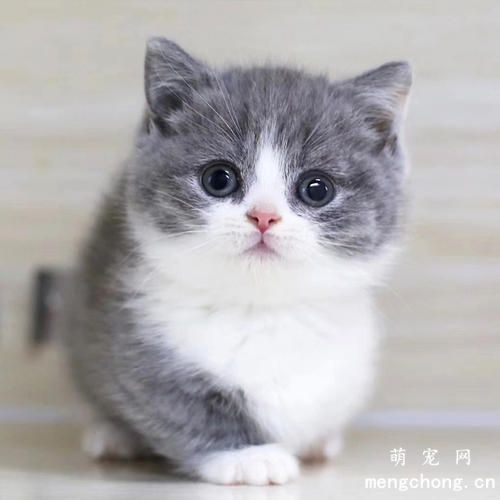 小<a href=/tag/mao/ target=_blank class=infotextkey>猫咪</a>的性别由谁决定？