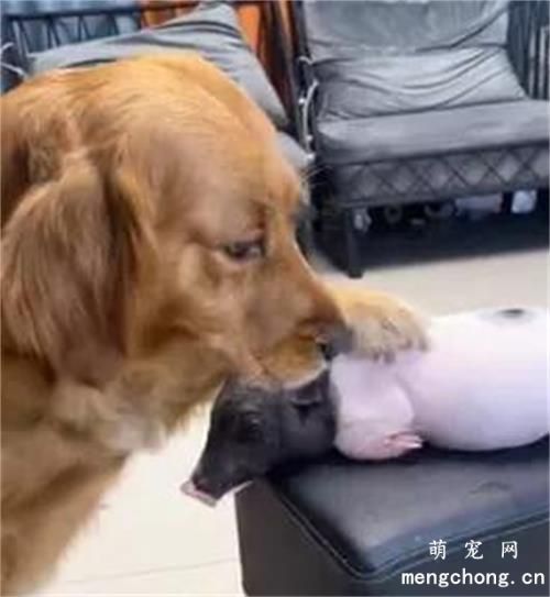 因为馋上了电视里的红烧猪蹄，大金毛竟然…