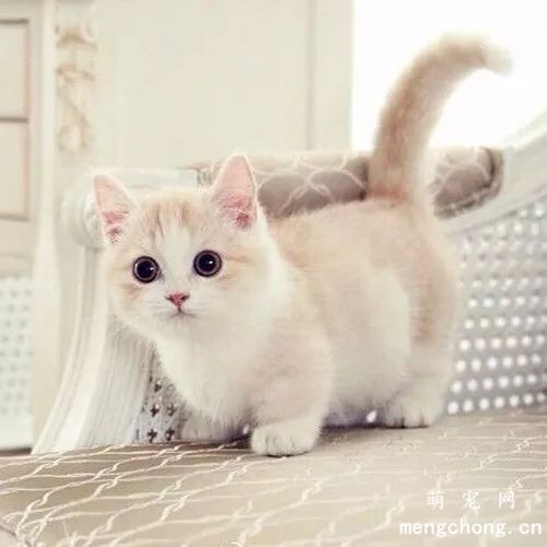 猫腹水用什么药治疗