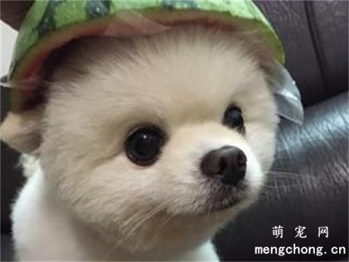 狗狗可以吃香菇吗?