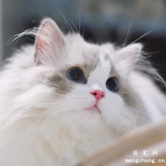 布偶可以和其他猫一起养吗