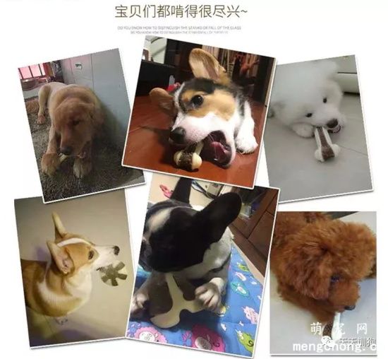 狗狗喜爱的玩具大盘点，你家狗子最喜欢哪种呢？