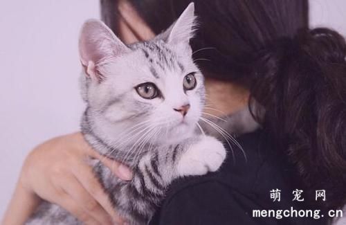 猫咪应激反应怎么安抚