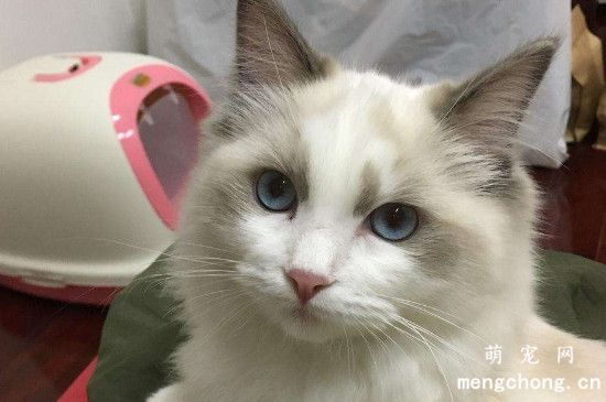 猫能吃石榴吗