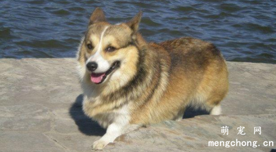 柯基犬应该是什么颜色?
