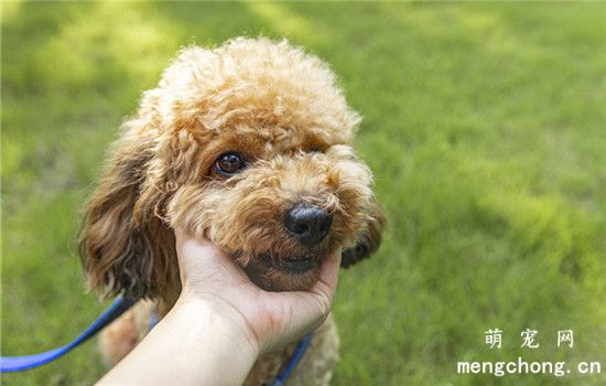 狗狗怀孕不能吃哪些东西？