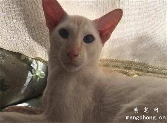 重点色短毛猫的性格特征