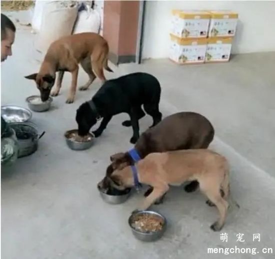 马犬喂玉米面的好处可以加盐吗