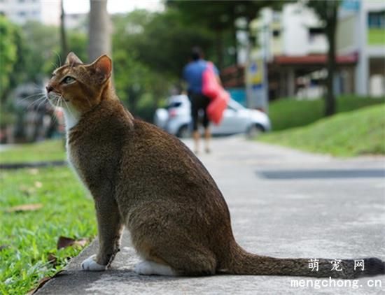 新加坡猫会发腮吗