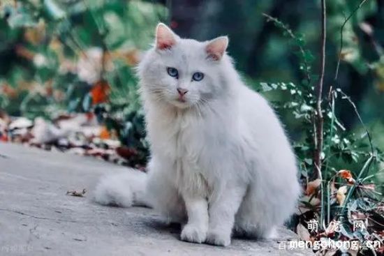 如何区分布偶猫与山东狮子猫