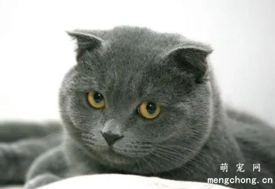 英短蓝猫呕吐是怎么了