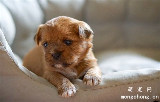 幼犬拉肚子怎么办?