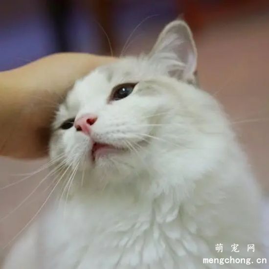 铲屎官摸猫咪头的时候，猫咪是怎么认为的？