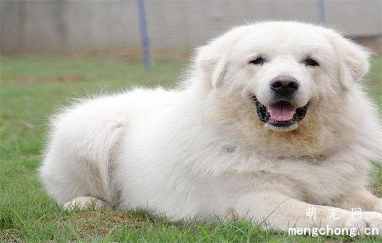 灵犬雪莉是什么品种？