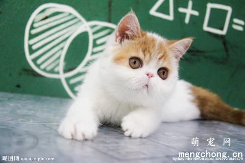 大花蕙兰对猫咪有毒吗