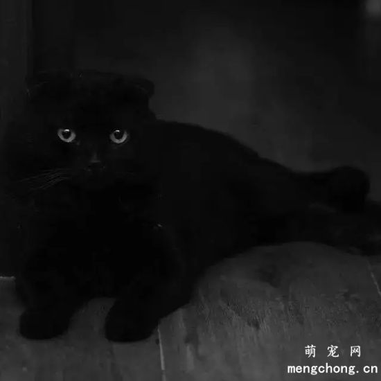 为什么养英国短毛猫，最好不要选黑色的英短？