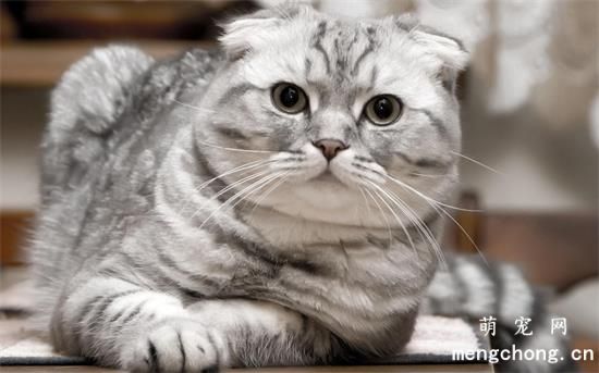 六种最受欢迎却最难养的猫咪