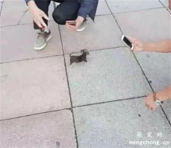 有人大喊一声别踩到狗，低头一看，我眼瞎了狗在哪？