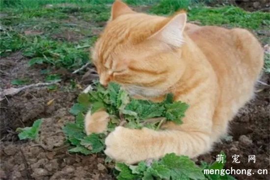 猫草和猫薄荷有什么区别