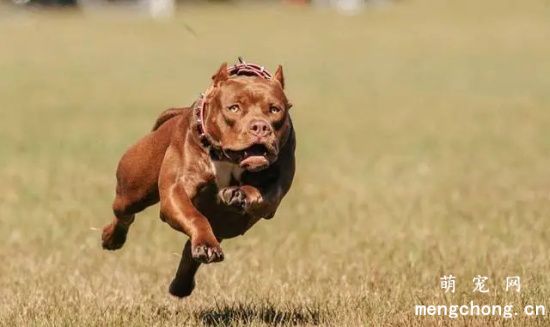 比特犬会保护主人吗