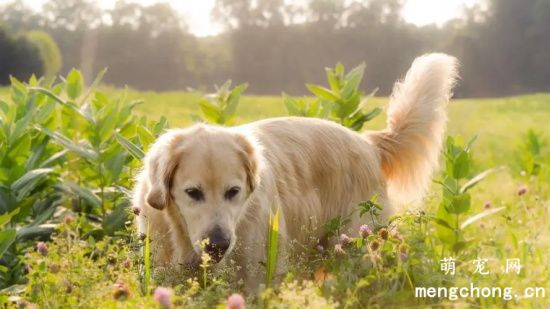 金毛犬居然是个游泳健将?