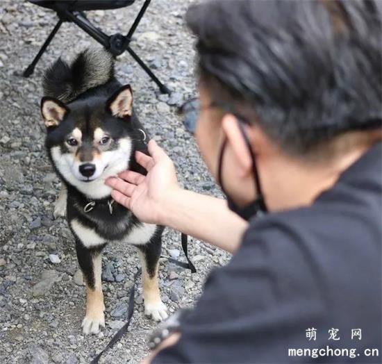 柴犬是不是也只喜欢漂亮姐姐