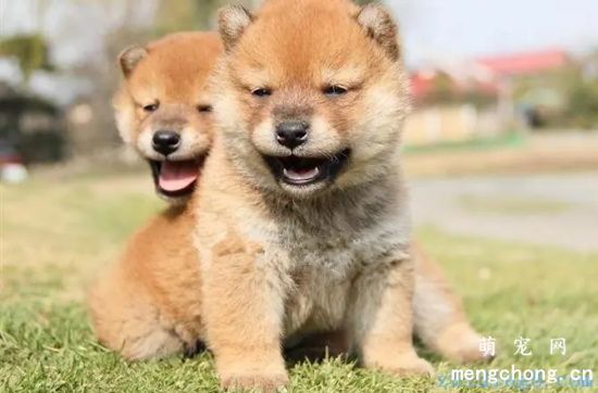 柴犬会在自己睡觉的地方拉屎吗？