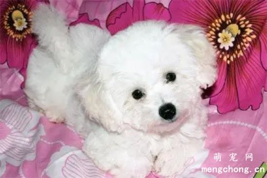 狗狗眼部怎么护理 狗狗眼部护理注意事项