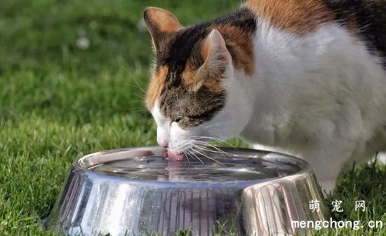 夏天猫咪食欲下降是什么原因