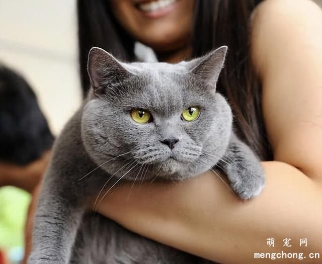 英国短毛猫蓝猫性格怎么样？