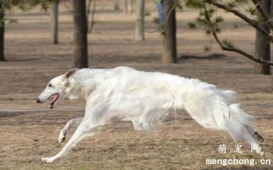 苏俄猎狼犬感冒怎么办