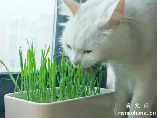 猫草怎么种植方法