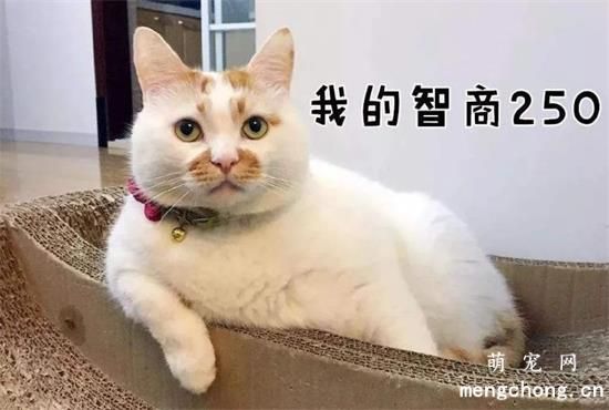 土猫为什么越来越多人养？