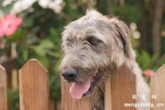 爱尔兰猎狼犬毛发护理