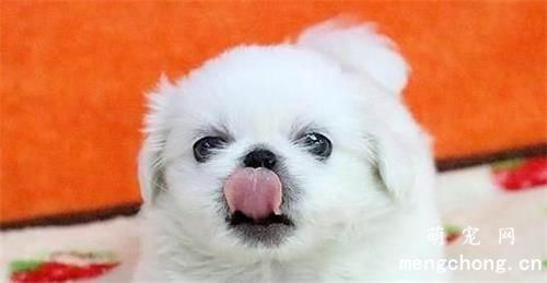 狗狗不爱喝水怎么办？