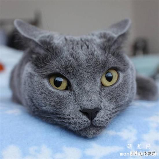 英短蓝猫一天睡多久?