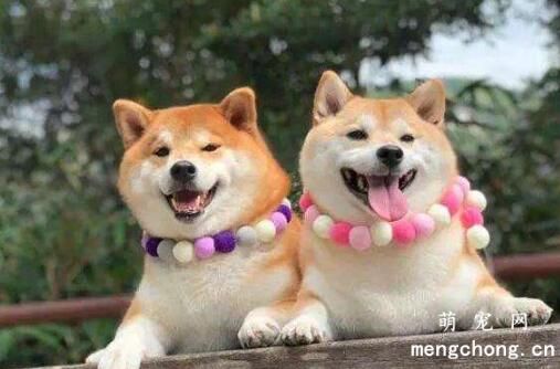 狗狗伤风感冒能够吃人的药吗？