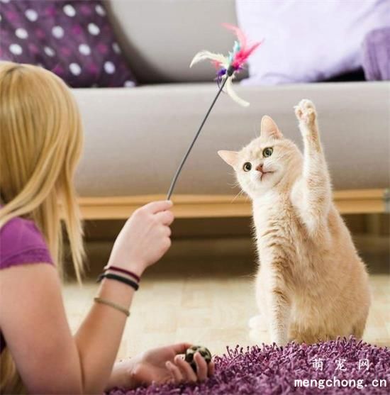 猫咪会抑郁吗？猫咪抑郁症有哪些表现？